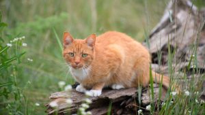 Kriminalität: Katze angeschossen und lebensgefährlich verletzt