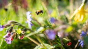 Naturschutz in Deutschland: Bund beschließt Strategie zum Schutz der Artenvielfalt