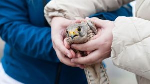 Tierretter: Mehr als 300 Tiere - Vogelschutzwarte zieht erste Bilanz