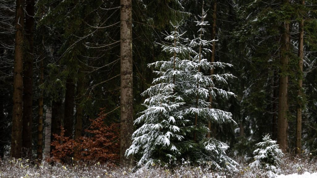 Wetter: Graue Weihnachten in Thüringen