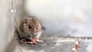 Tiere: Maus im Auto verursacht hohen Sachschaden