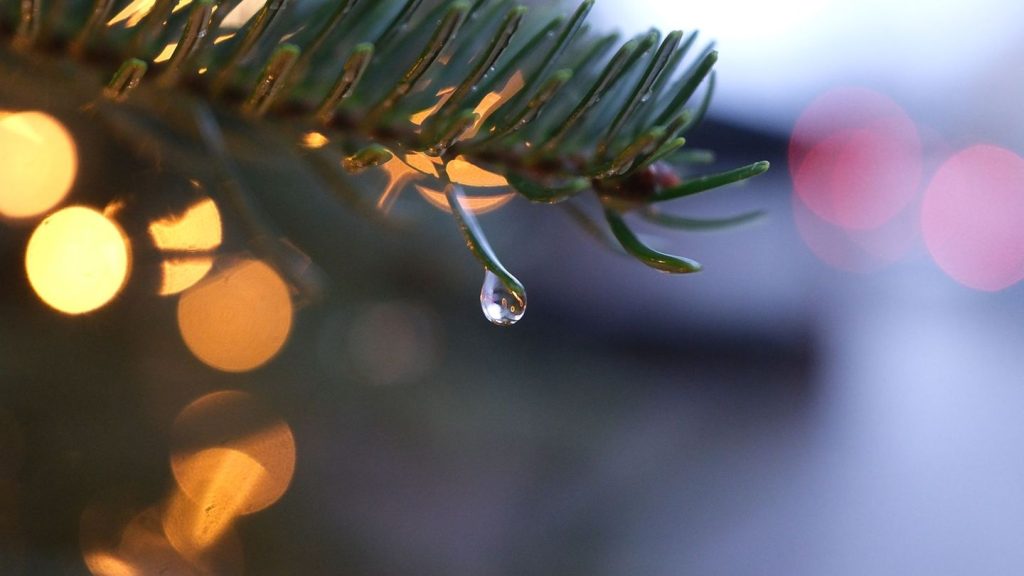 Wetter: Von Schnee keine Spur – Weihnachten in Hessen trüb und mild