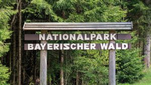 Tierschutz: Keine Silvesterböller im Nationalpark Bayerischer Wald