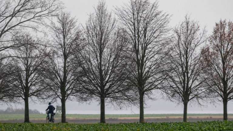 Wetter: Heiligabend im Nordosten bewölkt