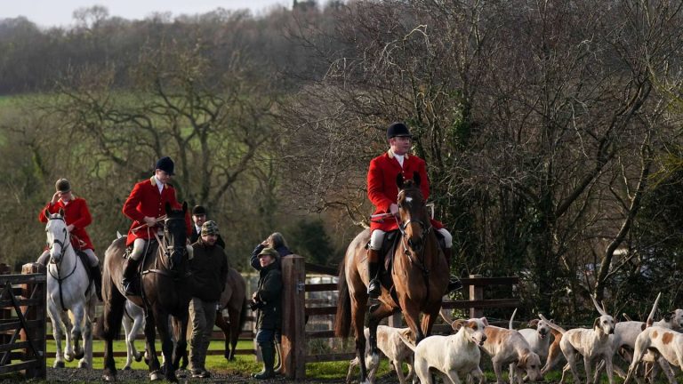 Britisches Brauchtum: Tierschützer fordern schärferes Jagdverbot in England