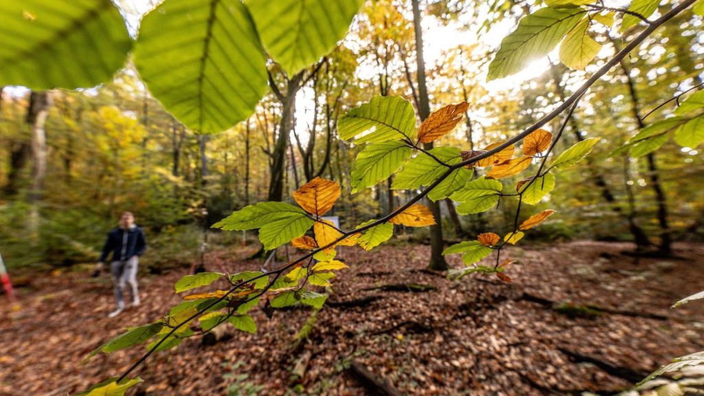 Wälder: Buche häufigste Baumart in Wäldern - Regen war gut