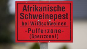 Tierseuchen: Afrikanische Schweinepest: Kein neuer Fall seit vier Monaten