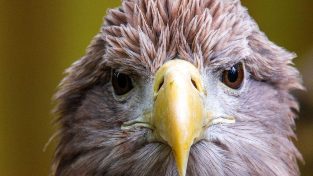 Natur: WWF-Bericht: Igeln geht es schlechter, Seeadlern besser