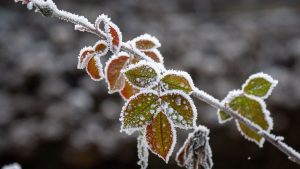 Winter: Frostiges Wetter vor dem Jahreswechsel