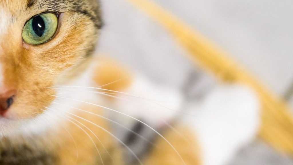 Katzen, Hunde und Affen in Not: Wie Tiere für fingierte Rettungen in Gefahr gebracht werden