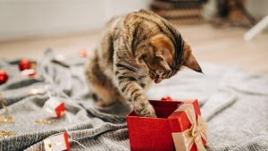 Tierliebe: Geschenke für Katzen: Darüber freuen sich Ihre Samtpfoten