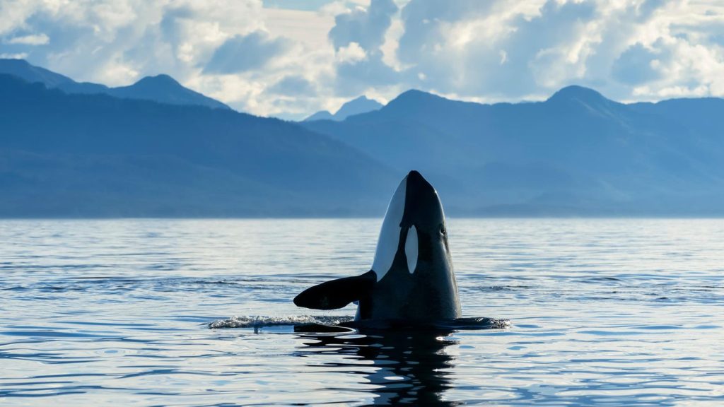 Schwertwale: Orcas tragen "Hüte" aus Lachs – das steckt hinter dem Verhalten