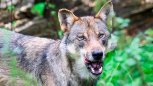 Antrag der EU-Staaten: Der Wolf ist wieder vogelfrei – zumindest fast