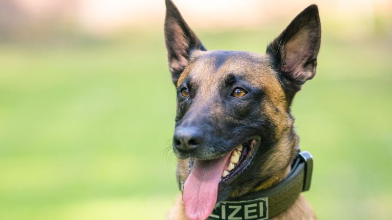 Tiere: Streitendes Paar greift Polizeihund und Polizistin an