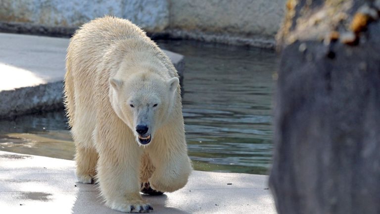 Böllerei: Karlsruher Zoo: Eisbär-Baby hat Silvesternacht überlebt