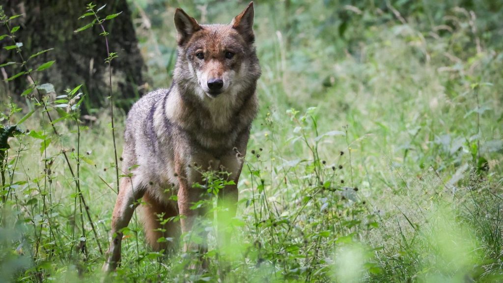 Tiere: Wolf stirbt nach Zusammenstoß mit Auto