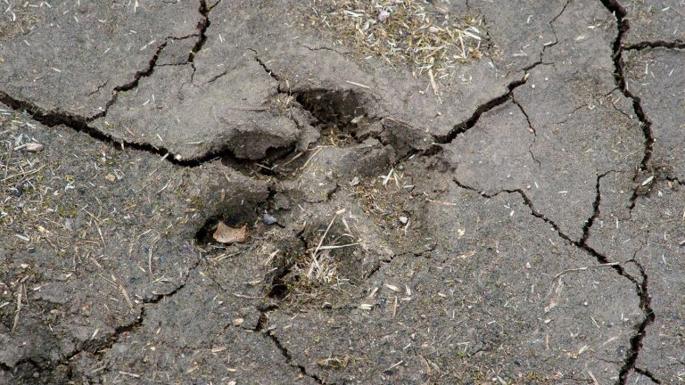 Polizeieinsatz: Mumifizierte und verwahrloste Tiere in Pasewalk gefunden