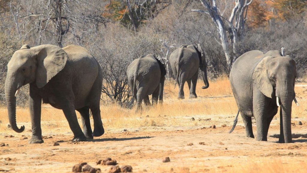 Unter wilden Tieren: Siebenjähriger irrt fünf Tage durch Nationalpark in Simbabwe