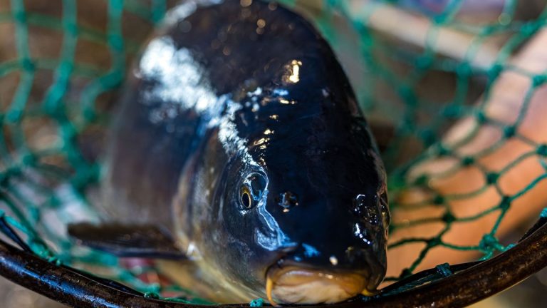 Silvester-Geschäft: Durchschnittlicher Karpfenverkauf für Brandenburger Fischer