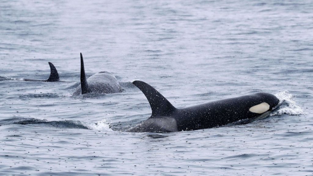 Mysteriöses Tierverhalten: Norwegisches Segelboot vor Portugal von Orcas beschädigt