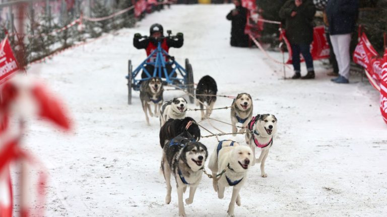 Harz: Schlittenhunde im Harz unterwegs