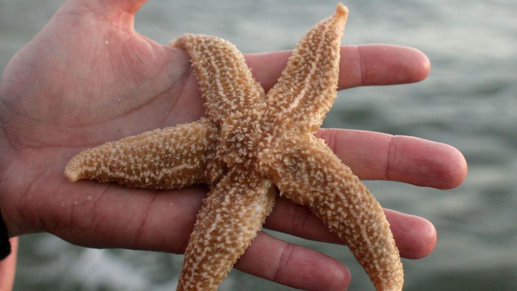 Naturphänomen: Sturm spült große Mengen Seesterne auf Sylter Strand