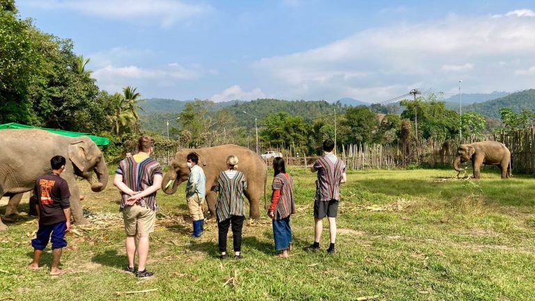 Unglück in Elefantencamp: Elefant tötet in Thailand spanische Touristin