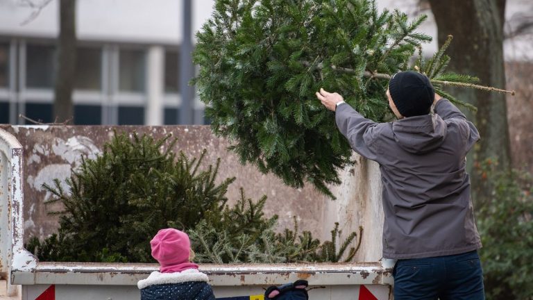 Landesforstanstalt: Ausgediente Christbäume nicht im Wald entsorgen