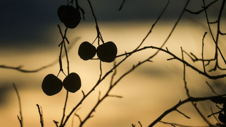 Hohe Temperaturen: Dreikönige bringen 17,7 Grad im badischen Ohlsbach