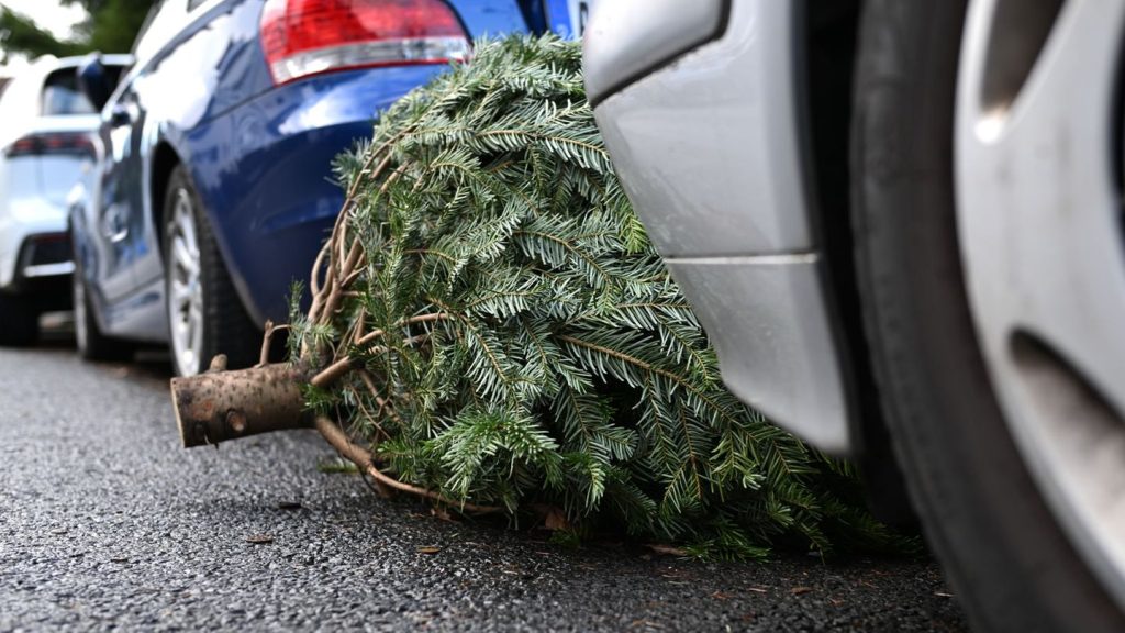 Entsorgung: Wohin mit dem Weihnachtsbaum?