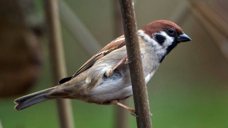 Tierinventur: Augen auf die Piepmätze - Vogelzählaktion am Wochenende