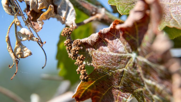 Risiko Spätfröste: Frostschäden beim Wein - fast 500 Anträge auf Zuschuss