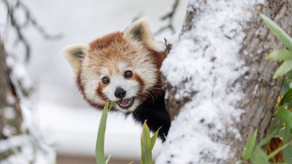 Tiere: Pandas aus Schweizer Zoo ausgebüxt