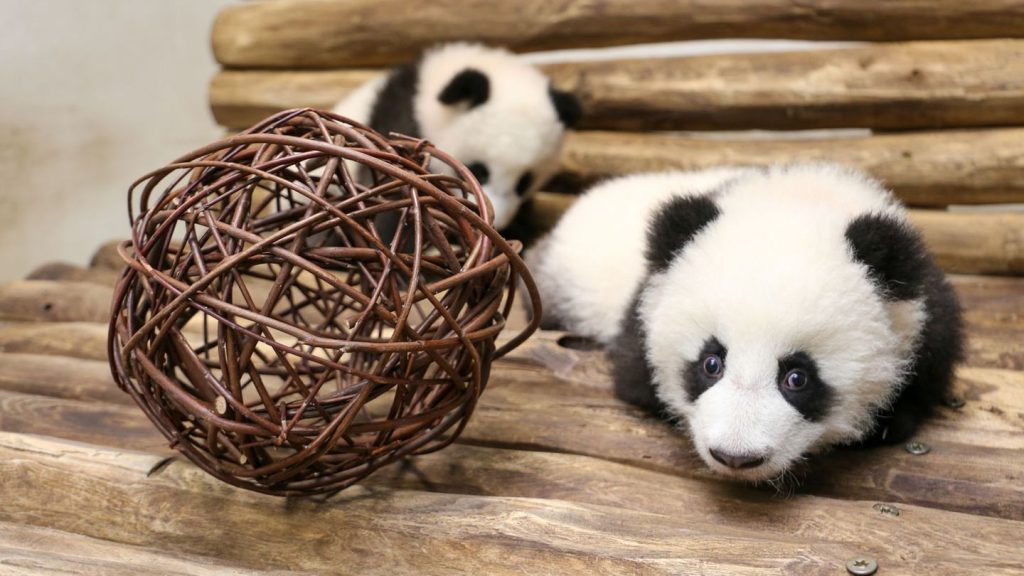 Zoo Berlin: Panda-Mädchen erkunden Spielzimmer