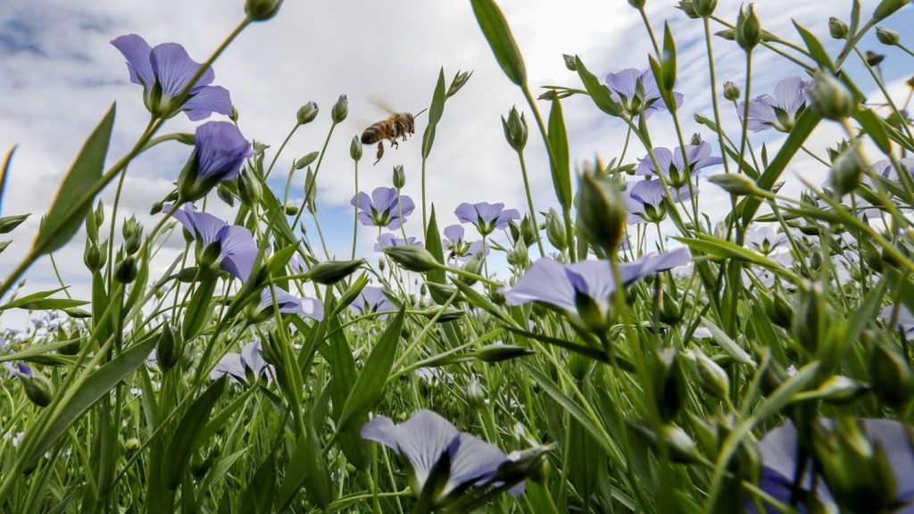 Auszeichnungen: Tapeten für Nestbau: Wildbiene des Jahres ist erfinderisch