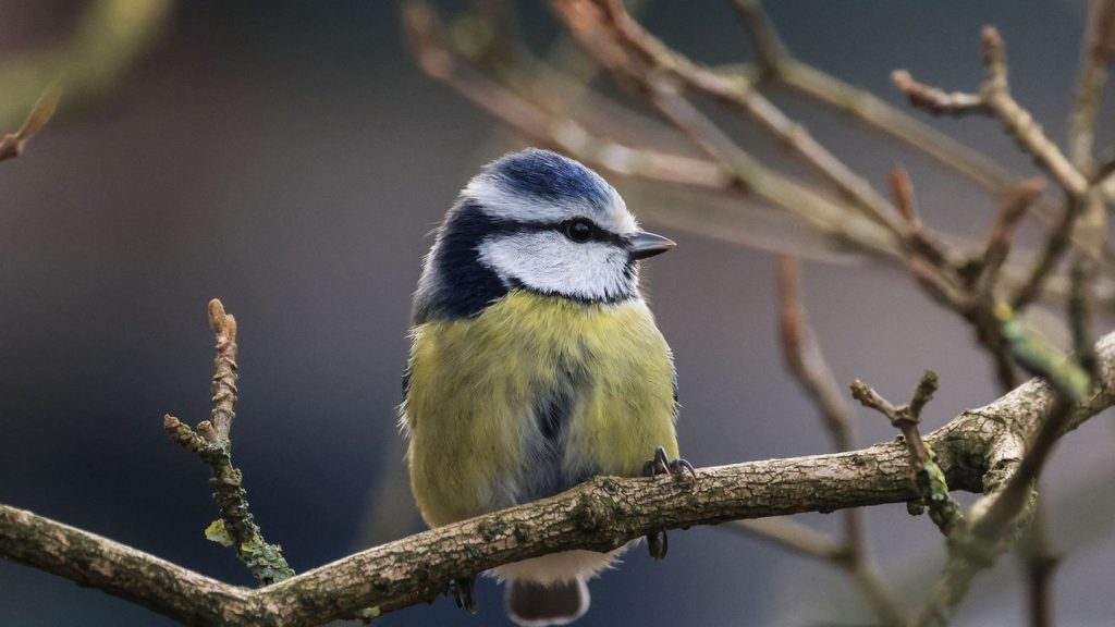 Mitmachaktion: Bevölkerung soll für den Naturschutz Vögel zählen