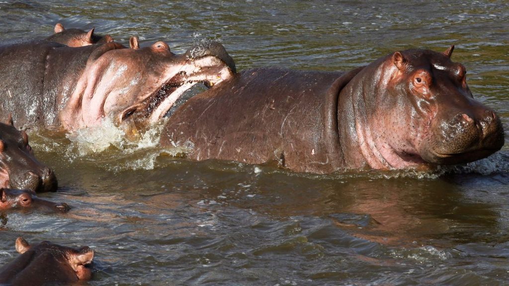 Rippen sichtbar: Unterernährung ist Grund für Hippo-Sterben in Simbabwe