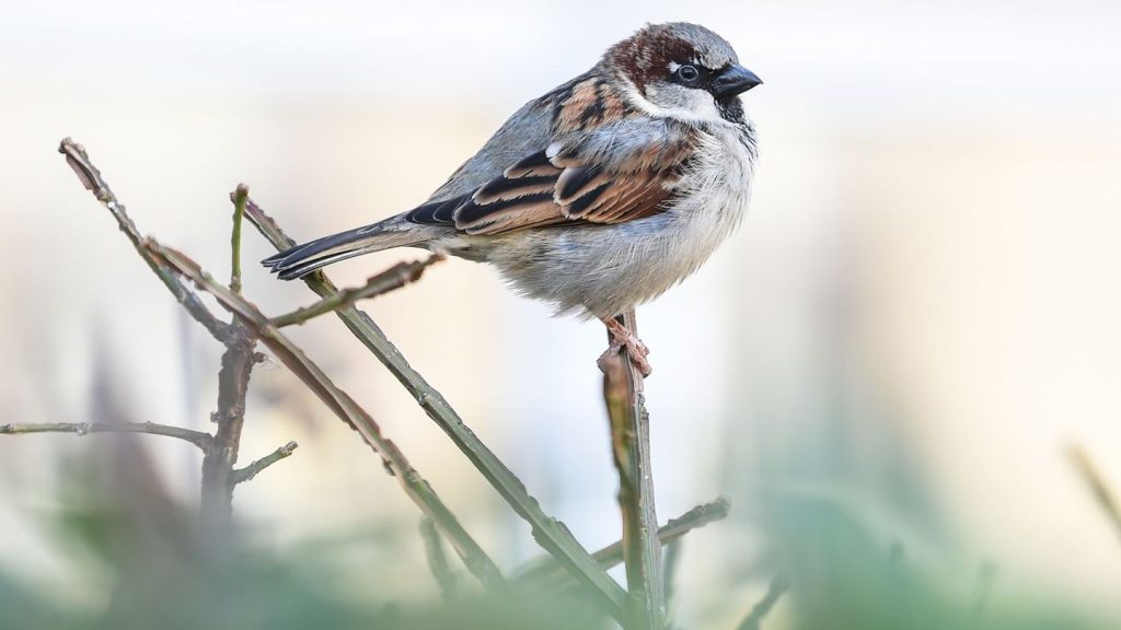 Natur: Neue Runde der Vogelzählung: Zuletzt Spatz und Meisen vorn