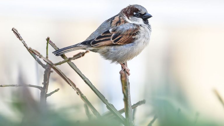 Natur: Neue Runde der Vogelzählung: Zuletzt Spatz und Meisen vorn