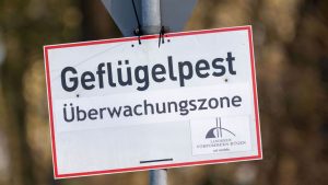 Tierseuchen: Vogelgrippe - mehr als 143.000 Tiere verendet oder getötet