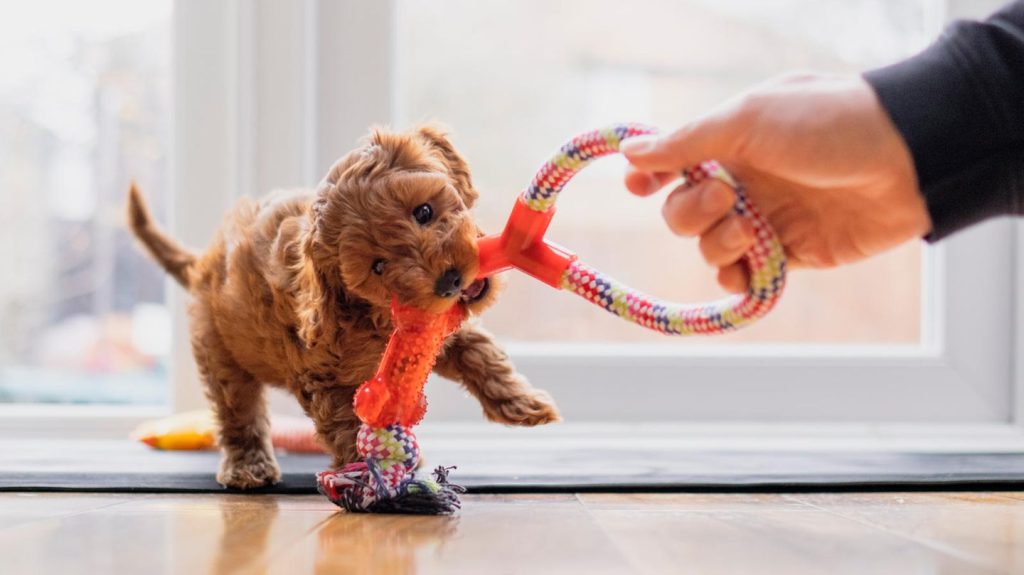 Gelungener Start: Der Traum vom eigenen Hund: Diese Erstausstattung brauchen Sie wirklich