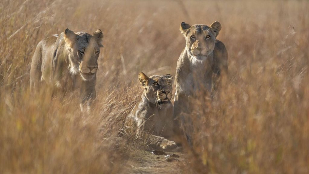 Simbabwe: Achtjähriger überlebt fünf Tage in der Wildnis zwischen Löwen und Elefanten