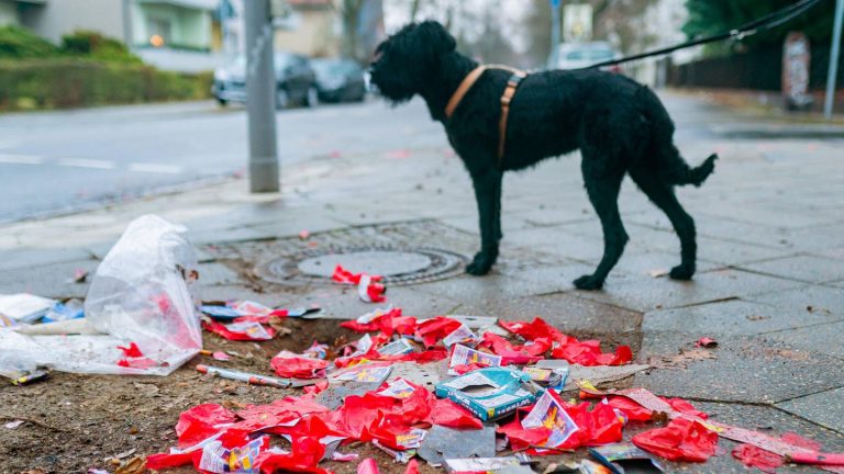 Stuttgart: Schauriger Knallerunfall: Hund findet abgetrennten Finger