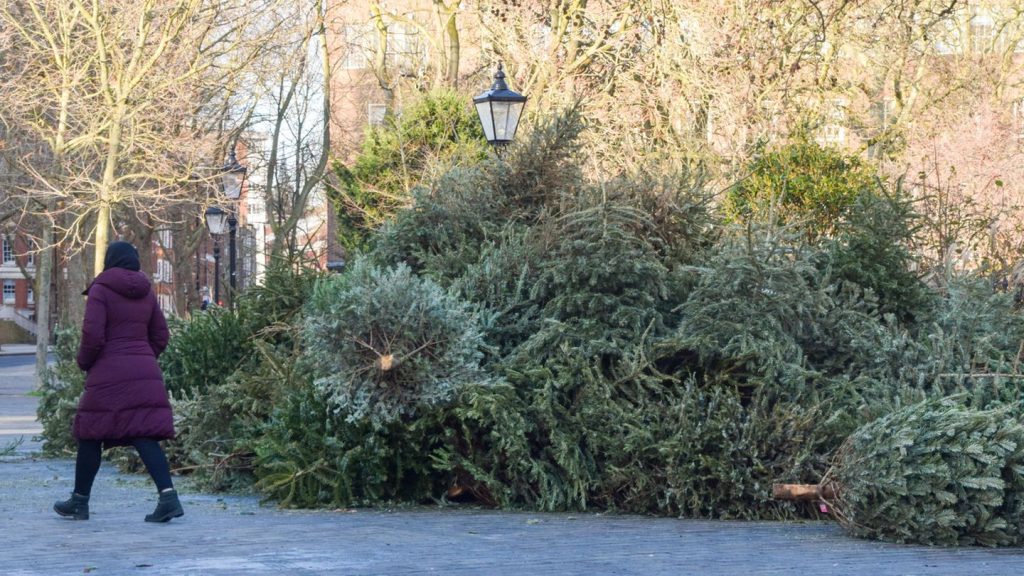 Stadt Gent: Behörde in Belgien warnt: Essen Sie nicht Ihren Weihnachtsbaum!