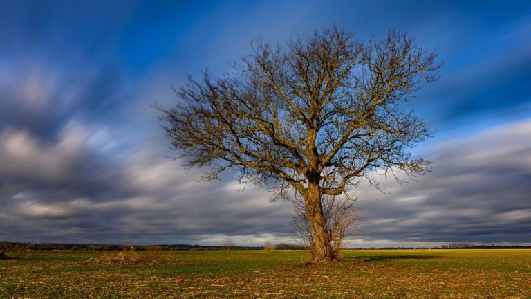 Vorhersage: Wolkig und vereinzelt Schnee – so wird das Wetter am Samstag